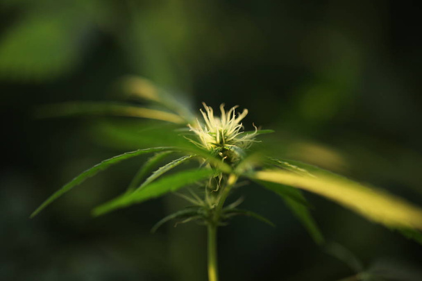 blooming medical cannabis plant - Photo, Image