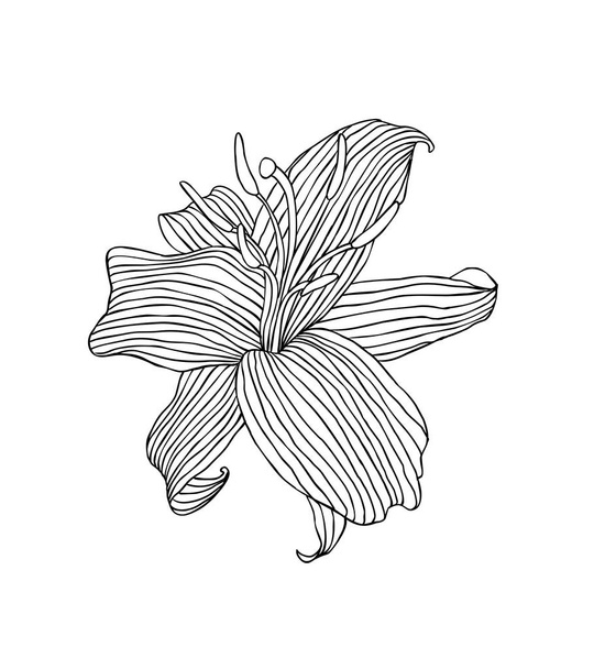 Lineare Lilienblüte. Vektorabbildung schwarz auf weiß - Vektor, Bild