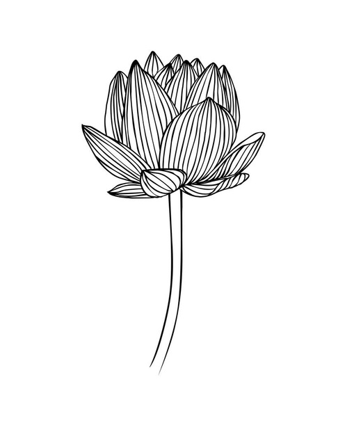 Linear water lily flower. Lotus vector illustration - Vector, Image