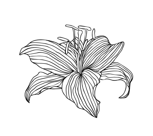 線形のユリの花。白の上に黒のベクトル図 - ベクター画像