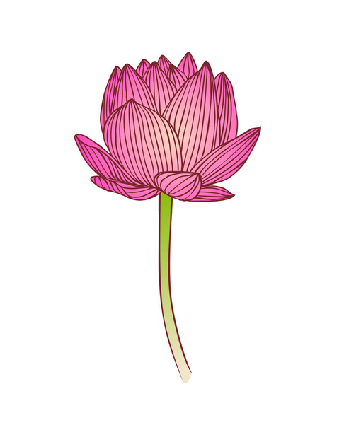 Fleur de lotus rose. Illustration vectorielle de nénuphars
 - Vecteur, image
