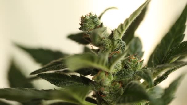 planta de cannabis medicinal de cerca
  - Metraje, vídeo