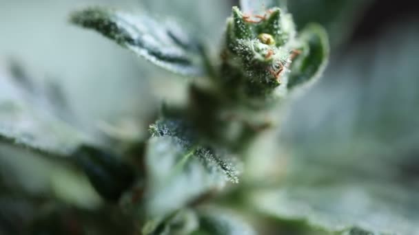 Medizinische Cannabispflanze aus nächster Nähe  - Filmmaterial, Video