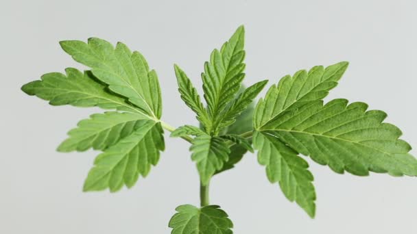 pianta di cannabis medica da vicino
  - Filmati, video