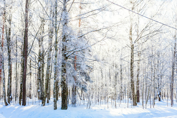 Huurteiset puut lumisessa metsässä, kylmä sää aurinkoisena aamuna. Rauhallinen talvi luonto auringonvalossa. Inspiroiva luonnollinen talvipuutarha tai puisto
.  - Valokuva, kuva