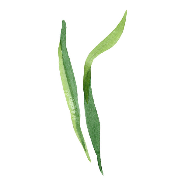 Green leaf. Floral botanical flower. Watercolor background illustration set. Isolated leaves illustration element. - Фото, изображение