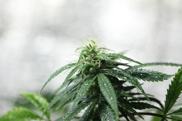 医療大麻植物を開花大麻フラワー - 写真・画像
