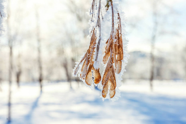 Frosty maple tree branch seeds in snowy forest, cold weather in sunny morning. - Фото, изображение