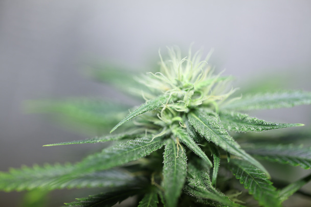 医療大麻植物を開花大麻フラワー - 写真・画像