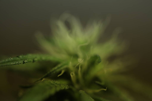 marijuana fleur floraison médical cannabis plante
 - Photo, image