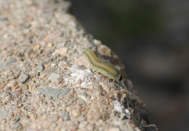 close photo of a caterpillar on the rock - Photo, Image