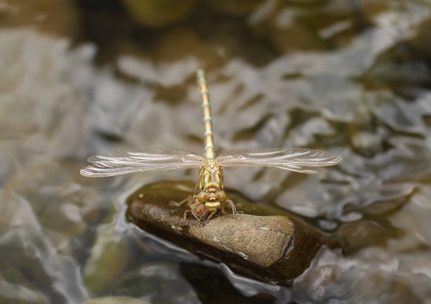 close photo of a dragonfly sitting on the stone in the water - Photo, Image