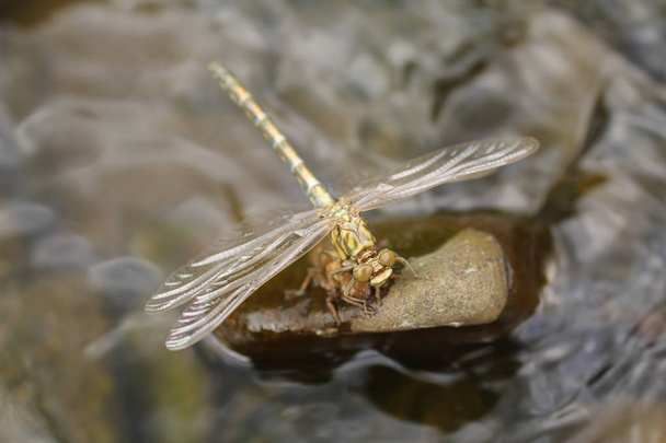 close photo of a dragonfly sitting on the stone in the water - Photo, Image