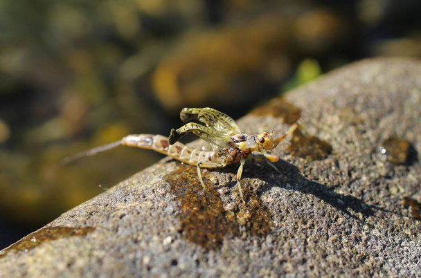 close photo of adult mayfly (Ephemera vulgata) on the stone - Photo, Image