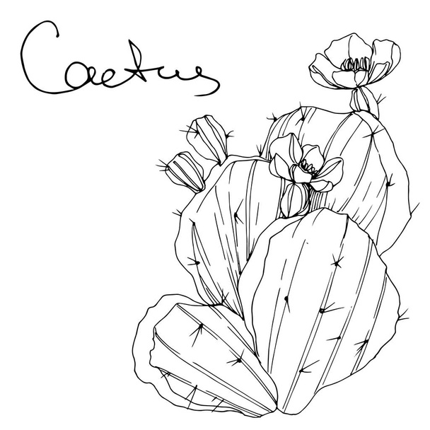 Vector Cacti flor botánica floral. Tinta grabada en blanco y negro. Elemento aislado de ilustración de cactus
. - Vector, Imagen