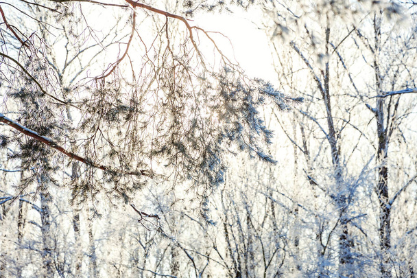 Морозні дерева в засніженому лісі, холодна погода в сонячний ранок. Зимова природа на сонячному світлі. Натхненний природний зимовий сад або парк
.  - Фото, зображення
