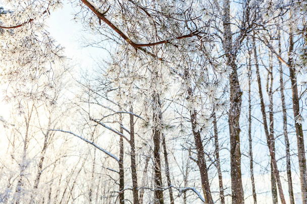 Frosty trees in snowy forest, cold weather in sunny morning. Tranquil winter nature in sunlight. Inspirational natural winter garden or park.  - Foto, Bild