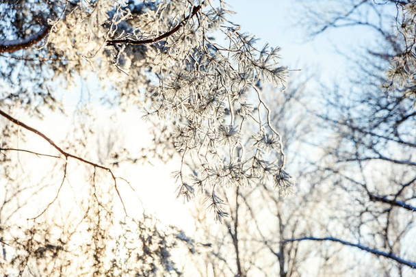 Frosty trees in snowy forest, cold weather in sunny morning. Tranquil winter nature in sunlight. Inspirational natural winter garden or park.  - Fotografie, Obrázek