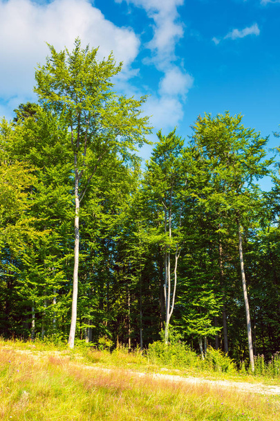 margin of the beech forest. lovely nature scenery in summertime - Fotoğraf, Görsel