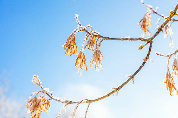 Frosty maple tree branch zaden in het besneeuwde bos, koud weer in zonnige ochtend. - Foto, afbeelding