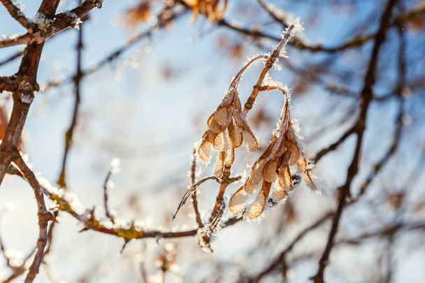 Frosty maple tree branch seeds in snowy forest, cold weather in sunny morning. - Foto, afbeelding