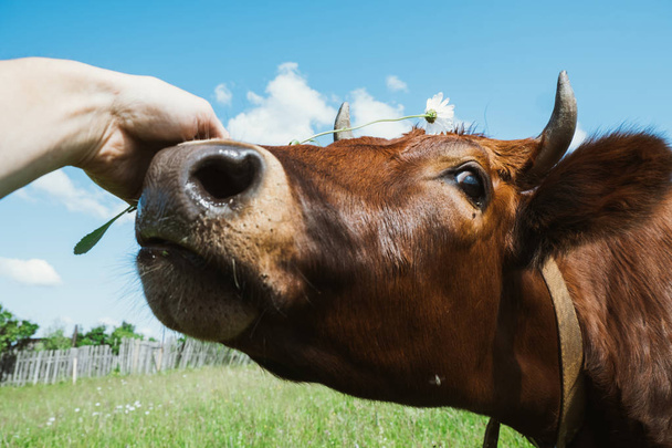 A red cow looks at the camera, hand stroking a cow close-up. - Фото, изображение