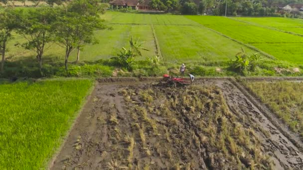 rolnik w Indonezji pole ryżu - Materiał filmowy, wideo