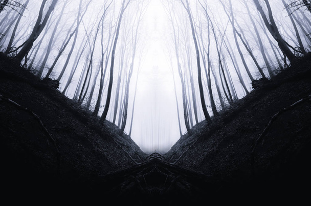 surreal dark scary forest background - Photo, Image
