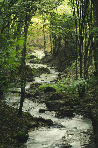 forest river in summer, green vivid natural landscape - Zdjęcie, obraz