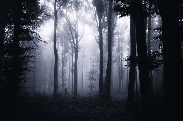 Ciemny Las nocą z sylwetki drzewa we mgle - Zdjęcie, obraz