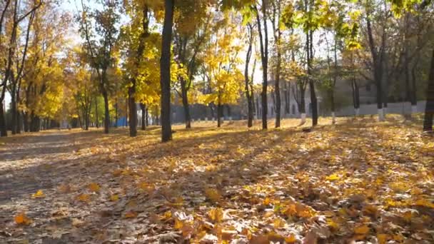 Camera moving through empty autumnal city park in sunny day. Long alley is covered with bright fall foliage. Beautiful autumn landscape with sunshine at background. Point of view Slow motion POV - Footage, Video