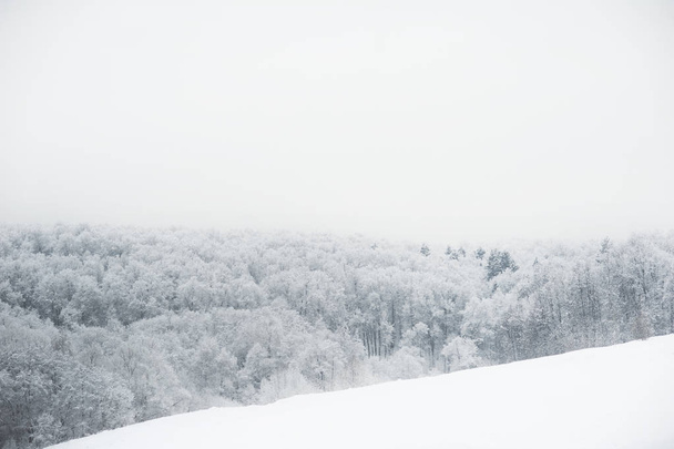 Krajobraz snow bajecznie piękny las i dużo śniegu na drzewach - Zdjęcie, obraz