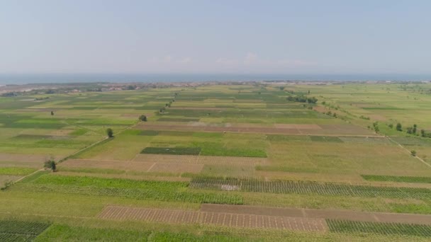 grunty rolne w Indonezji - Materiał filmowy, wideo