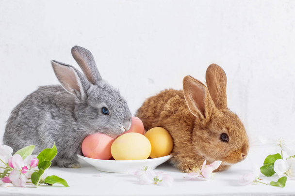 bunny with easter eggs on white background - Zdjęcie, obraz