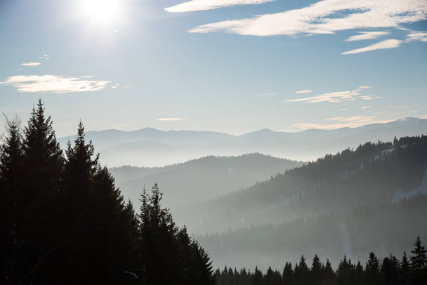 cloudy sun lighted sky with pine trees on foreground - Fotoğraf, Görsel