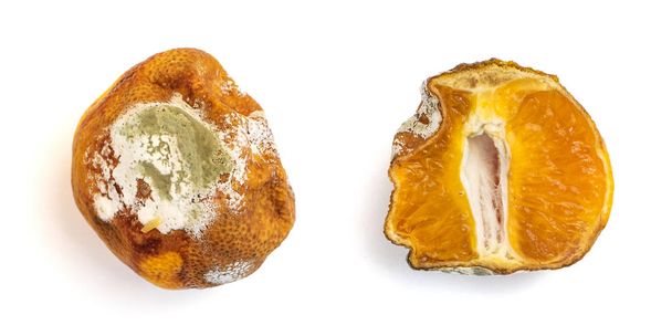 Spoiled mandarin with a mold on a white background. Citrus Fruit is rotten. - Photo, Image