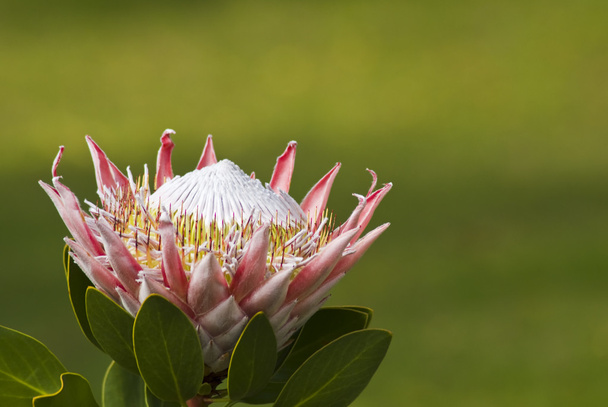 Protea flower blooming - Photo, Image