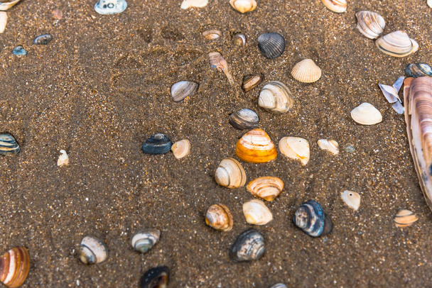 sandy beach with seashells - Fotografie, Obrázek