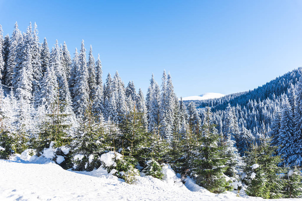 Karla kaplı ağaçlar ve dalları kış orman - Fotoğraf, Görsel