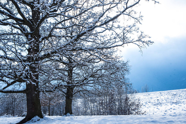 Arbres et branches nus recouverts de neige dans la forêt hivernale
 - Photo, image