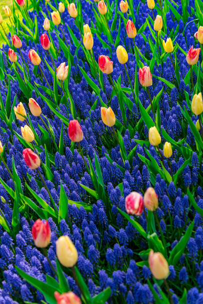 Close up of amazing colorful blooming flowers  - Fotografie, Obrázek