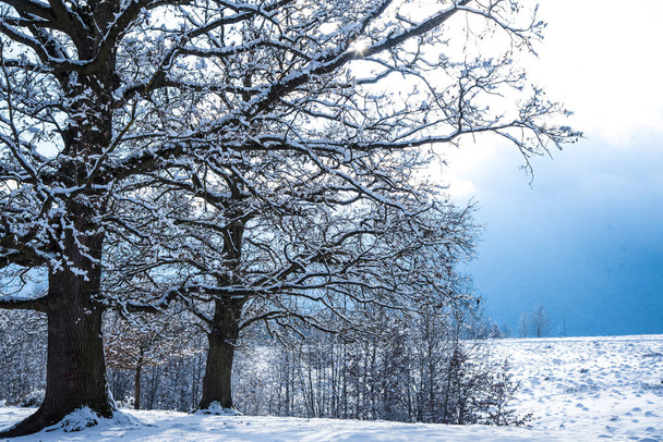 Sneeuw bedekte kale bomen en takken in winterse bos - Foto, afbeelding
