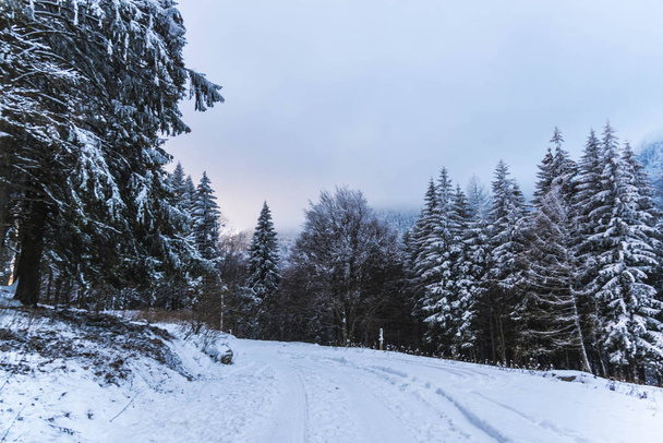 雪に覆われた木と冬の森の枝 - 写真・画像