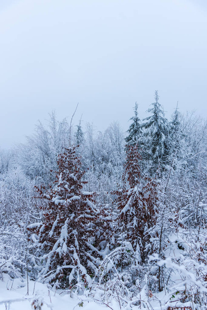 Snow-covered trees and branches in wintry forest - Foto, Imagem