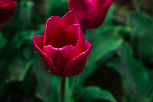 Close up of amazing tender blooming flowers - Фото, зображення