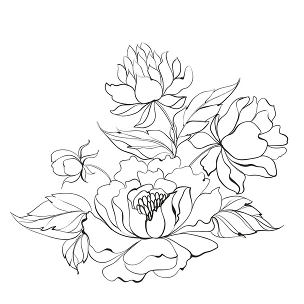 Ink Painting of Peony. - Vector, Image