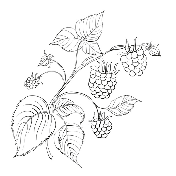 Raspberry branch - Vector, Image