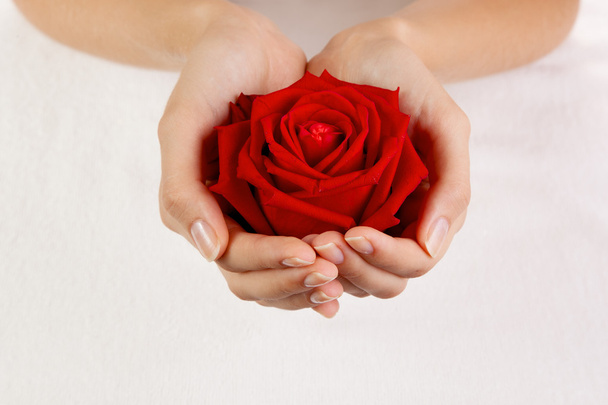Beautiful woman hands with red rose - Zdjęcie, obraz