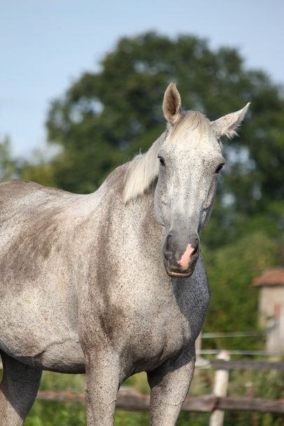 Kaunis harmaa hevonen muotokuva kesällä
 - Valokuva, kuva