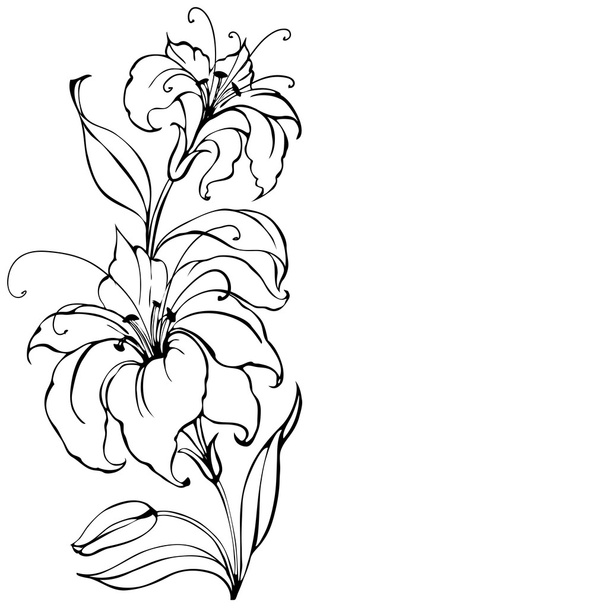Lily flower - Vector, Image